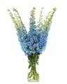 Дельфиниум-Delphinium-Boy-60cm 6b750476-d8af-11ee-0a80-171200257e53