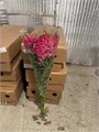 Антирринум куст. ярко-розовый (Краснодар) 6b7ba92d-5b20-11f0-0a80-0dc8002d6ef3