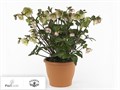 Хеллеборус-Helleborus-Frk Baylis Blus-60cm 6b7cacc1-d8af-11ee-0a80-171200257e56