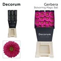Гербера-Gerbera-Gb Magic Ball Diamond-45cm 6b7dfbe8-5729-11ef-0a80-02710027103f