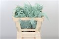 Аспарагус-Asparagus Dyed Small-Mintgreen-GW 6b7efcaf-bfa3-11ec-0a80-0b4c0005ec19