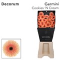 Гербера-Gerbera-Germini Cookies N Cream Diamond-47cm 6b92df15-5729-11ef-0a80-027100271042