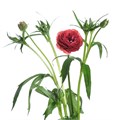 Ранункулус-Ranunculus-Butterfly Musa-60cm-55gr 6b9ca01d-d8af-11ee-0a80-171200257e59