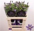 Клематис-Clematis-Amazing Sofia-60cm 6bb86e63-1c6f-11f0-0a80-0672002cd5fa