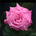 Роза-Rosa-Ashley-60cm-FS 6be06307-bfa9-11ec-0a80-0b4c000bbeb8