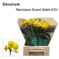 Нарцисс-Narcissus-Ta Soleil D Or-45cm-25gr 6be3fd01-1c6f-11f0-0a80-0672002cd624