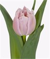 Тюльпан Master Price Краснодар - Зв 6bf57590-f6a8-11ef-0a80-0f67000859ea
