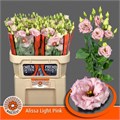 Лизиантус G-Lisianthus G-Alissa Light Pink-72cm 6bf62ac3-d8af-11ee-0a80-171200257e5f