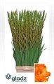 Гладиолус Gr-Gladiolus Gr-Live Oak-120cm-180gr 6bfd9f37-5729-11ef-0a80-02710027104b