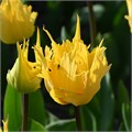 Тюльпан-Tulip-En Sunny Leo-40cm-36gr 6c1350ad-d8af-11ee-0a80-171200257e62