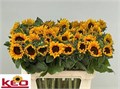 Подсолнух-Helianthus-Vincents Choice-80cm 6c277bae-1c6f-11f0-0a80-0672002cd678
