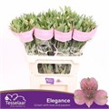 Альстромерия-Alstroemeria-Elegance-75cm 6c339c2f-f99f-11ed-0a80-115900010d67
