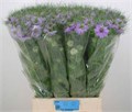 Нигелла-Nigela-D Bubble Gum-75cm-998gr 6c3bda39-1c6f-11f0-0a80-0672002cd690
