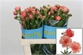 Ранункулус-Ranunculus-Butterfly Eris-60cm-55gr 6c5150ab-1c6f-11f0-0a80-0672002cd6a5