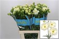 Ранункулус-Ranunculus-Butterfly Graces-70cm-65gr 6c53f4db-1c6f-11f0-0a80-0672002cd6a8
