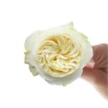 Роза-Rosa-Coldplay-60cm-PE 6c57458d-bfa9-11ec-0a80-0b4c000bbfdc