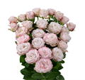 Роза куст-Rosa sp-Angel Bombastic-60cm-Ge 6c6ada40-5fd5-11f0-0a80-099200159a4f