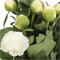 Пион-Paeonia-Bridal Gown-60cm 6c88d50d-1c6f-11f0-0a80-0672002cd6b1
