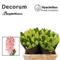 Гиацинт-Hyacinthus-Swee Invitation--30cm 6c8a7d35-f6e1-11f0-0a80-0e8e0013ce1e
