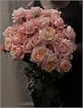 Роза куст-Rosa sp-Julietta Spray-/53cm-Ti 6c8c1b95-e913-11ee-0a80-080b002010dc