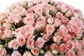 Роза куст-Rosa sp-Sweet Sara-60cm-Ks 6c8f1546-c1f0-11ee-0a80-0ed0000ec5cf