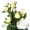 Пион-Paeonia-L Bridal Shower-55cm 6c903800-1c6f-11f0-0a80-0672002cd6b4