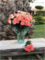 Роза куст-Rosa sp-4 Good Twinkles-40cm-RS 6c9b7eec-3529-11ef-0a80-0dc6000b02d0