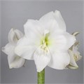 Амариллис St-Hippeastrum St-Ga Mont Blanc--85cm 6ca39808-c351-11ee-0a80-1773001b9358