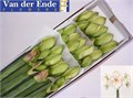 Амариллис St-Hippeastrum St-Dg Nymph-71cm 6ca3fcc0-cc30-11ef-0a80-167c004c8ed9