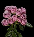 Роза куст-Rosa sp-Lavender Irischka-50cm-EA 6cae5ba0-b52e-11ee-0a80-095d001019b2