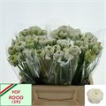 Ранункулус-Ranunculus-El White-42cm-20gr 6cd87cc2-6753-11ee-0a80-0f270006b04d