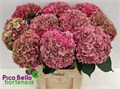 Гортензия-Hydrangea-M Rodeo Cl (pink)-80cm 6cd8d2ba-1713-11ed-0a80-010b0031aec3