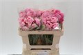 Ранункулус-Ranunculus-Light Pink Ecu-50cm 6cdf9022-6753-11ee-0a80-0f270006b050