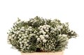 Каапс-Kaaps-Silver Brunia-40cm 6cdfb2fa-bfa4-11ec-0a80-0b4c0006ef1c