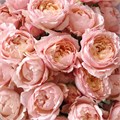 Роза куст-Rosa sp-Julietta--50cm-CN 6ce0068f-0ea6-11ef-0a80-0c5a00295c1b