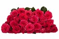 Роза куст-Rosa sp-Bella Linda Cerise-70cm-RS 6cfa9b41-5fd5-11f0-0a80-099200159a58