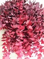 Эвкалипт-Eucalyptus-Stuartiana Stab. Burgundi-GW 6d2110cb-852f-11ee-0a80-0591000c778b