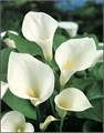 Калла-Zantedechia-Whitehorse-55cm 6d21c720-6753-11ee-0a80-0f270006b059