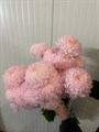 Хризантема розовая крашеная-Краснодар 6d2f8088-ad63-11ef-0a80-163f0078f388