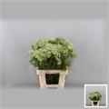 Амми-Ammi-Majus-75cm 6d40663b-1406-11ee-0a80-01b60020ed02