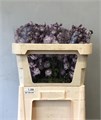Дельфиниум-Delphinium-Du Dew Flaming-95cm 6d61b812-1406-11ee-0a80-01b60020ed05