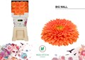 Гербера-Gerbera-Gb Gerponi Big Wall Diamond-50cm 6d722dda-0e18-11f0-0a80-0c45002de007