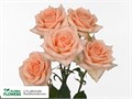 Роза куст-Rosa sp-Sweet Sarah-60cm-RS 6d726db6-e53a-11ed-0a80-078b000190a0