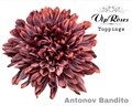Хризантема одн-Chrysant Gr-Antonov Bandito-65cm-120gr 6d748e20-6753-11ee-0a80-0f270006b05f