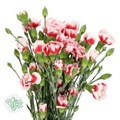 Гвоздика куст SE-Dianthus sp SE-Scarlette Plus-FC 6d7c9032-8748-11ef-0a80-11f10073723a