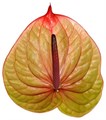 Антуриум Anthurium Tequila 0bf3a834-c02c-11ee-0a80-0cc1001dfccf