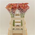 Калла-Zantedechia-Capt Odeon-60cm 6d846c8b-bfa4-11ec-0a80-0b4c0006f02c