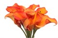 Калла-Zantedechia-Callista-65cm 6dba1ae4-bfa4-11ec-0a80-0b4c0006f065