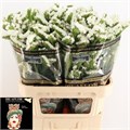 Лимониум-Limonium-S Pearl Wings-60cm-50gr 6dc7bbaf-6753-11ee-0a80-0f270006b065