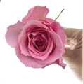 Роза-Rosa-Nuage-60cm-CN 6dcd06fa-c58e-11ee-0a80-13b3002408f3